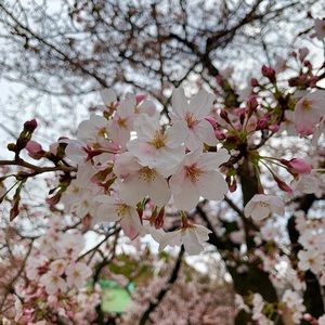 Meet your Posher, Ayaka